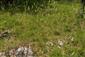 Suchomilné travinnobylinné a krovinové porasty na vápnitom podloží (*dôležité stanovištia Orchideaceae) (8.5.2014)